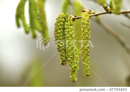 Alnus firma Yasha quintuplet flower 87793843