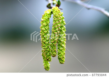 Alnus firma Yasha quintuplet flower 87793844