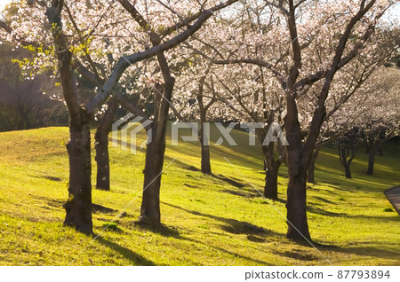 A row of cherry blossom trees in the setting sun A row of cherry blossom trees in the setting sun 87793894