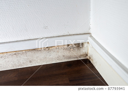 gray mold on the ceiling and walls, dampness in the house gray mold on the ceiling and walls, dampness in the house 87793941