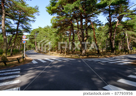 Kehi no Matsubara Promenade, Tsuruga City, Fukui Prefecture 87793956