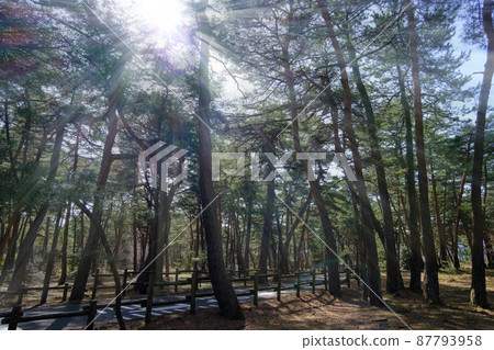 Kehi no Matsubara Promenade, Tsuruga City, Fukui Prefecture 87793958