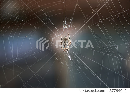 Spider, spider web 87794041