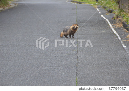 A raccoon dog that got lost (Minamiosumi-cho, Kimotsuki-gun, Kagoshima) A raccoon dog that got lost (Minamiosumi-cho, Kimotsuki-gun, Kagoshima) 87794087