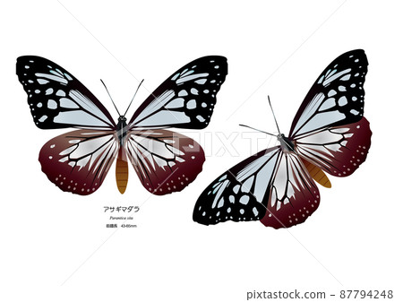 Asagi madara 87794248