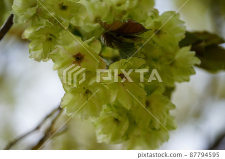 Turmeric cherry Turmeric cherry 87794595