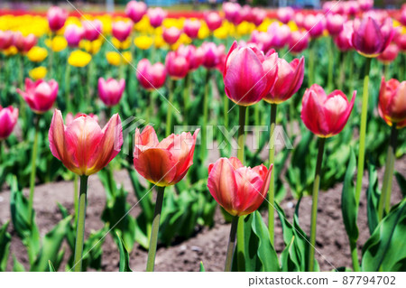 上湯別鬱金香公園北海道 上湯別鬱金香公園北海道 87794702