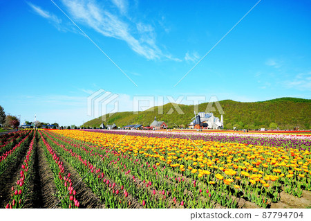 上湯別鬱金香公園北海道 上湯別鬱金香公園北海道 87794704