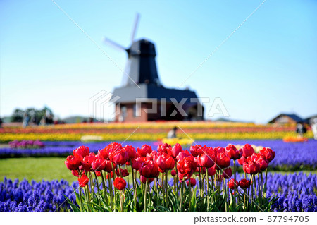 Kamiyubetsu Tulip Park Hokkaido 87794705