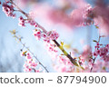 Kawazu cherry tree 87794900