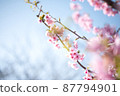 Kawazu cherry tree 87794901