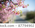 Kawazu cherry tree 87794902