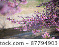 Kawazu cherry tree 87794903
