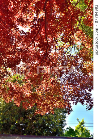 Spring is dyed red 87794992