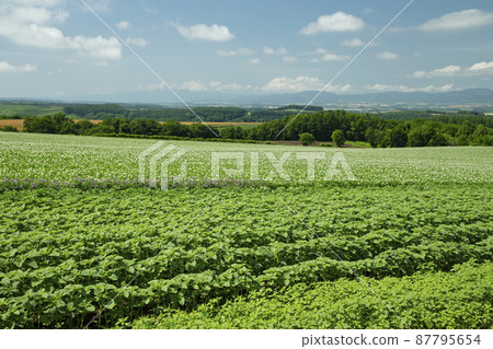 馬鈴薯田 87795654