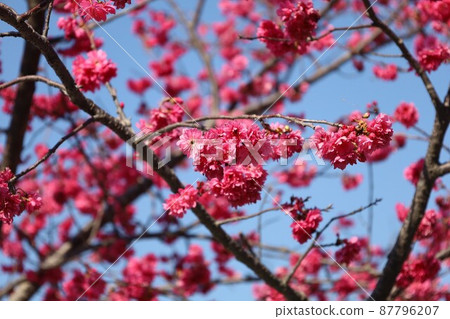 ［168._.luo] 台中 泰安派出所 櫻花 P1 87796207