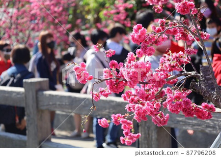 [168._.luo] Taichung Tai'an Police Station Sakura P2 87796208