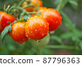  櫻桃西紅柿 87796363