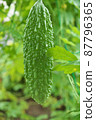 苦瓜 87796365
