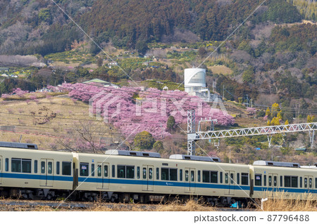 Full view of Kawazu Sakura "Matsuda Cherry Blossom Festival" in Matsuda Town 87796488