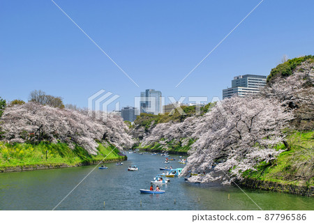 Sakura in full bloom in Chidori-gabuchi, Tokyo 87796586