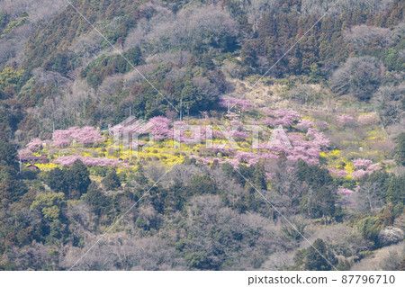Matsuda mandarin orange village Aguri Park Sagayamaen Naitoen panoramic view 87796710