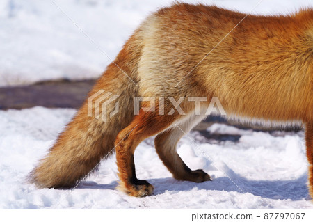 Hind legs and tail of the red fox 87797067