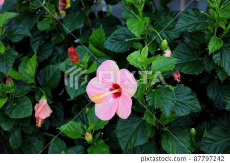 ［168._.luo］大鵬灣 野花 87797242