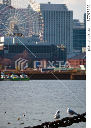 Seagulls and Yokohama 87797291