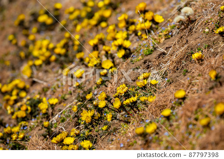 Fukuge Fukuge 87797398