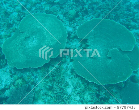 Amami Oshima, table coral, underwater 87797433