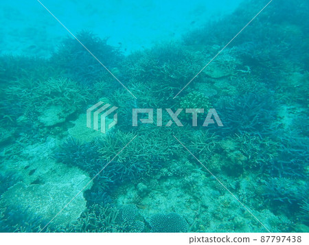 Amami Oshima / Coral / Underwater Amami Oshima / Coral / Underwater 87797438