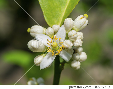 Close up lime flower on branches with blur background in plantation. 87797483
