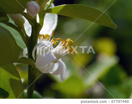 Close up lime flower on branches with blur background in plantation. 87797490