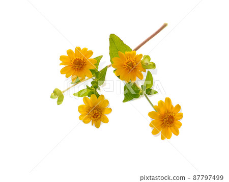 Close up Butter Daisy, Little Yellow Star flower on white background. 87797499