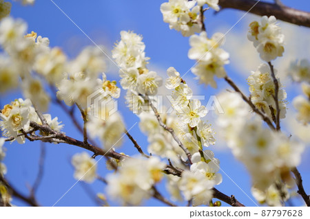 Hashienuma Environmental Park Plum Blossom 87797628