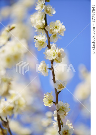 橋野沼環境公園梅花 橋野沼環境公園梅花 87797643