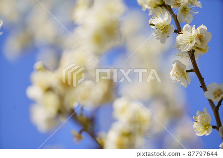 橋野沼環境公園梅花 橋野沼環境公園梅花 87797644