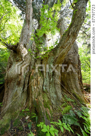 Natural Akita cedar standing on a steep slope of mountain Osugi Natural Akita cedar standing on a steep slope of mountain Osugi 87797723