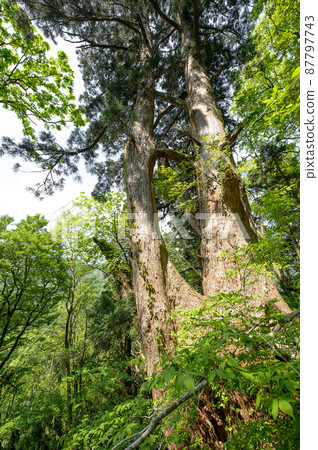 Natural Akita cedar standing on a steep slope of mountain Osugi 87797743