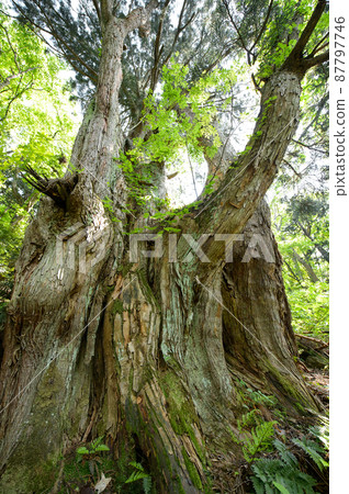 Giant natural Akita cedar trunk Akita Prefecture 87797746