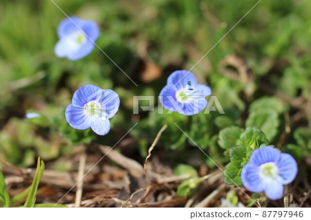 波斯Speedwell 波斯Speedwell 87797946