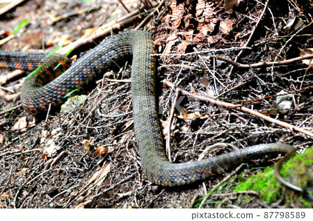 Poisonous snake, Yamagakashi 87798589