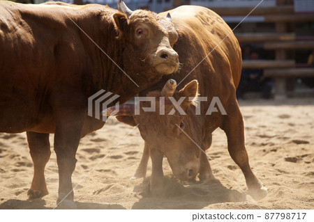 Pearl cow fight Pearl cow fight 87798717