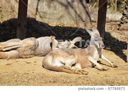 曬太陽的兩隻紅袋鼠 87798873