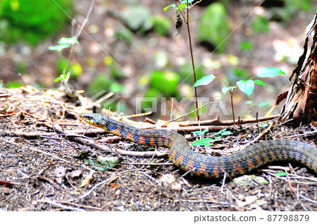 Poisonous snake, Yamakagashi Poisonous snake, Yamakagashi 87798879