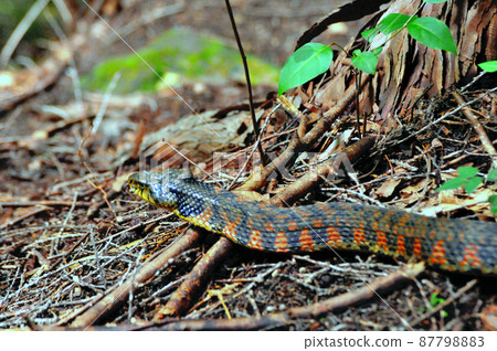 Poisonous snake, Yamakagashi Poisonous snake, Yamakagashi 87798883