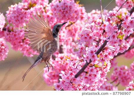A bulbul happily flying around in the Kawazu cherry blossoms in full bloom A bulbul happily flying around in the Kawazu cherry blossoms in full bloom 87798907