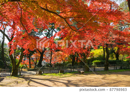 秋天的小牧山櫻花馬場秋葉 秋天的小牧山櫻花馬場秋葉 87798983
