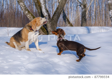 beagle dog playing with a dachshund puppy while walking in a snowy park beagle dog playing with a dachshund puppy while walking in a snowy park 87799334